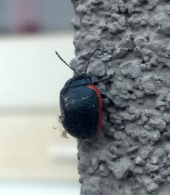 Chrysolina rossia - trapézhátú szegélyeslevelész