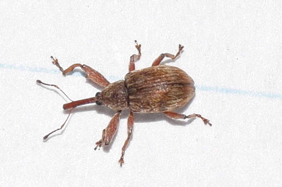 Anthonomus rectirostris - meggymaglikasztó Anthonomus rectirostris - meggymaglikasztó