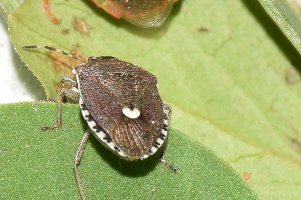 Holcostethus sphacelatus - holdas címerespoloska Holcostethus sphacelatus - holdas címerespoloska