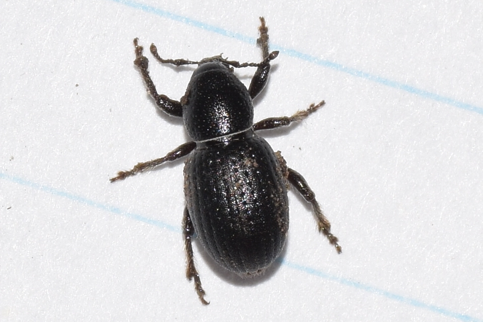 Psallidium maxillosum - fekete barkó