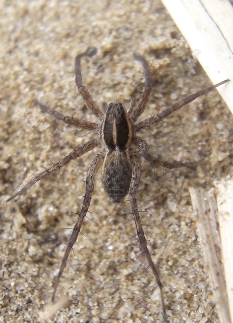Pardosa agrestis - pusztai farkaspók