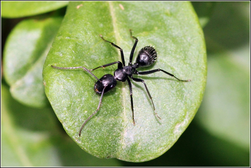 Camponotus vagus - fekete lóhangya