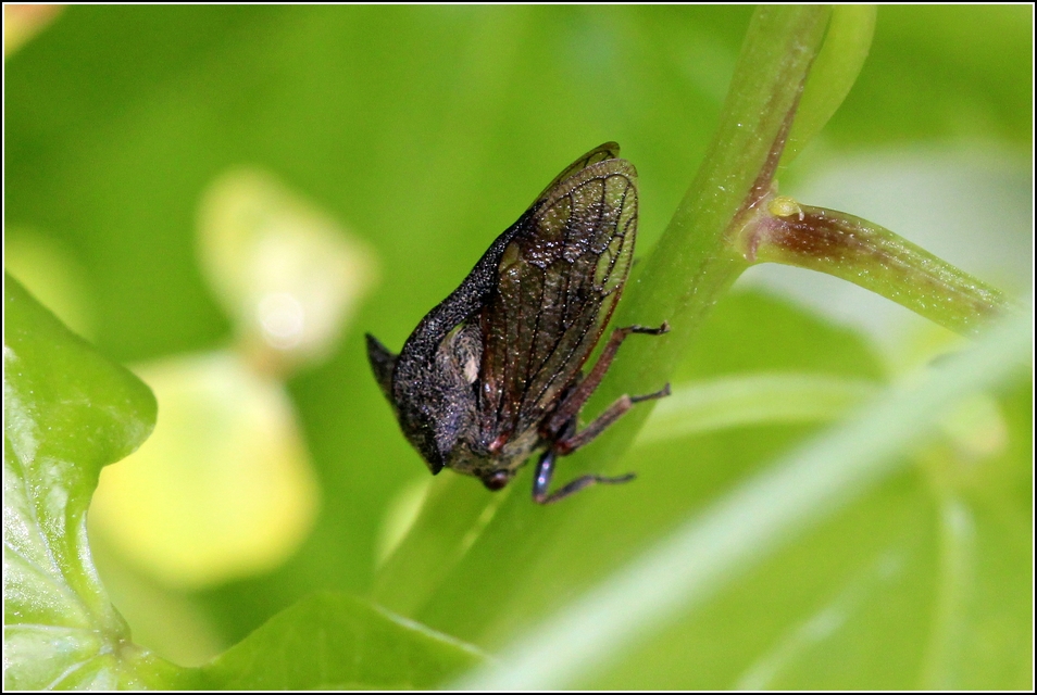 Centrotus cornutus - szarvaskabóca