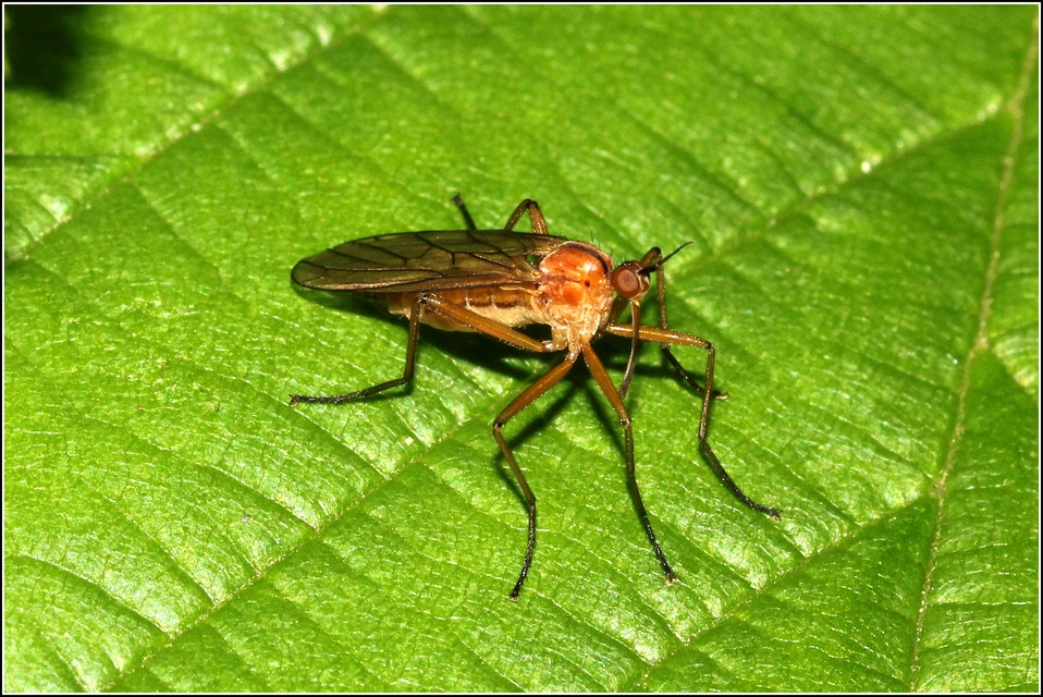 Empis