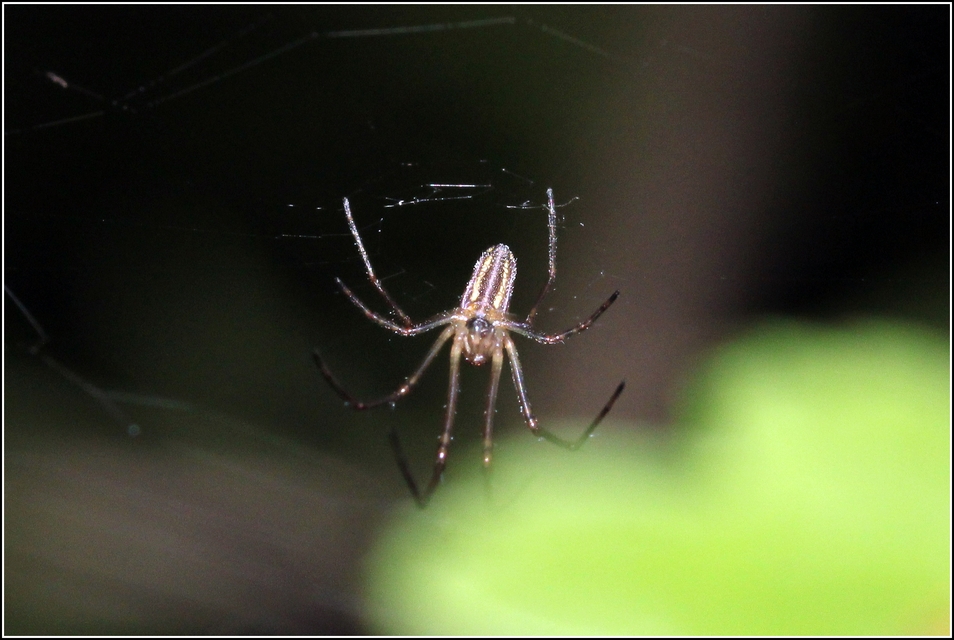 Tetragnatha