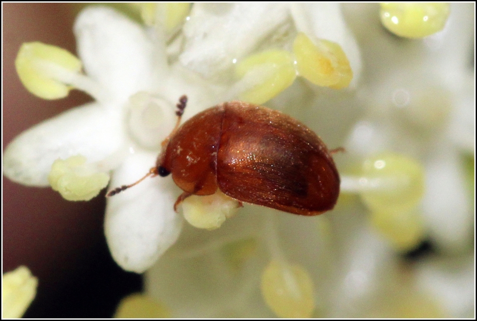 Cychramus luteus - sárga fénybogár Cychramus luteus - sárga fénybogár