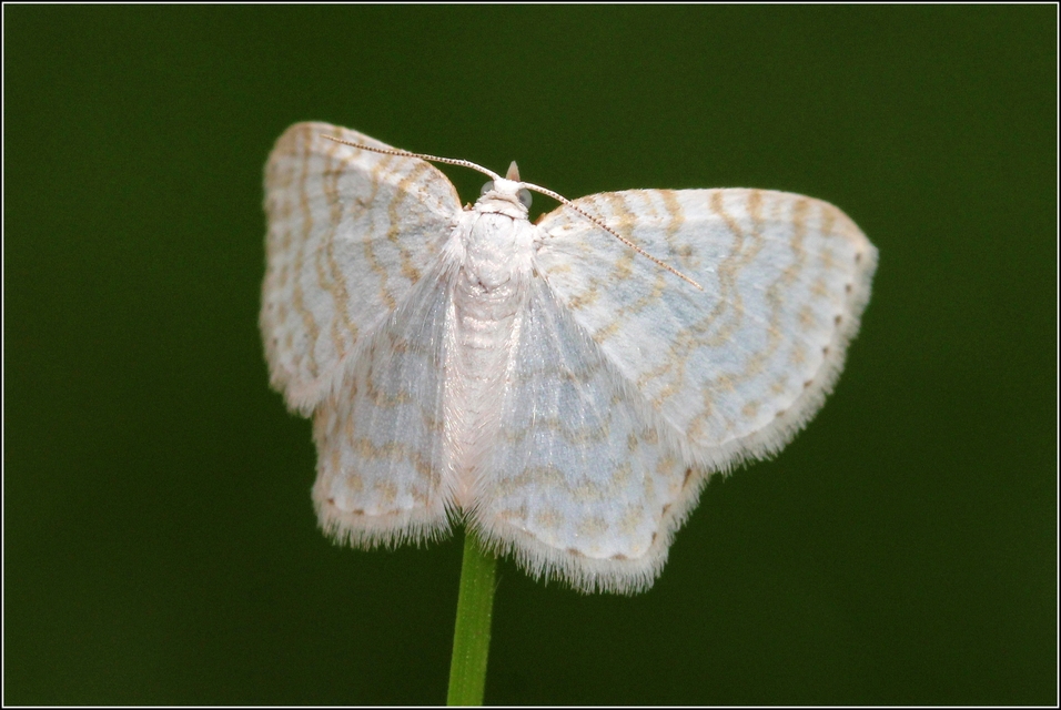 Asthena albulata - gyertyán-fehéraraszoló