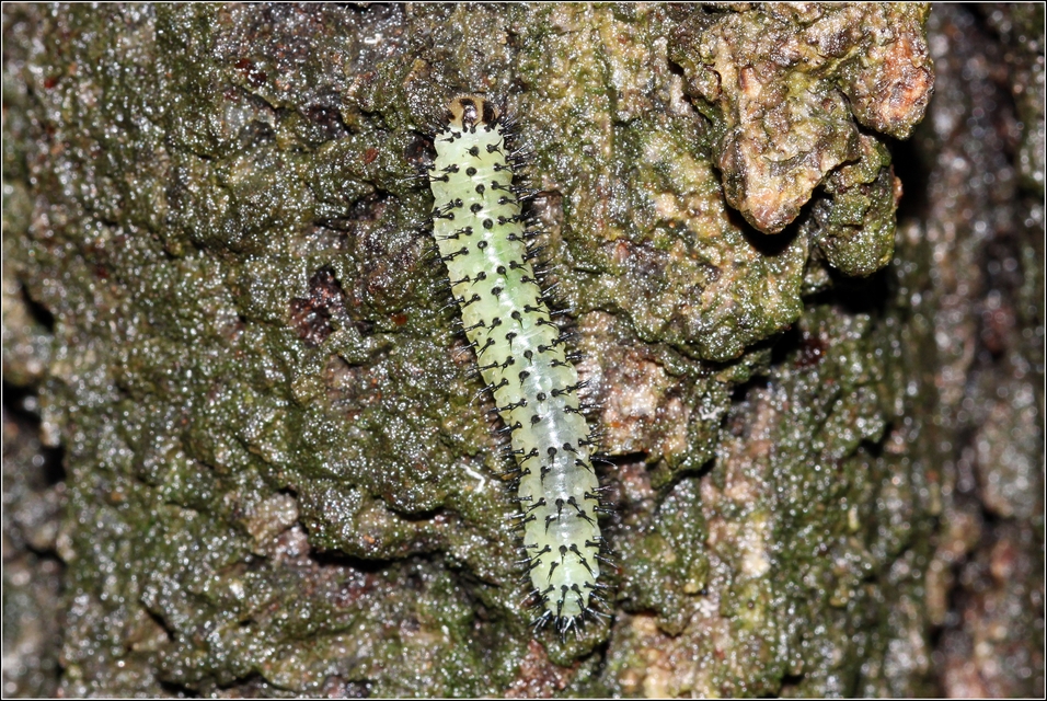 Periclista