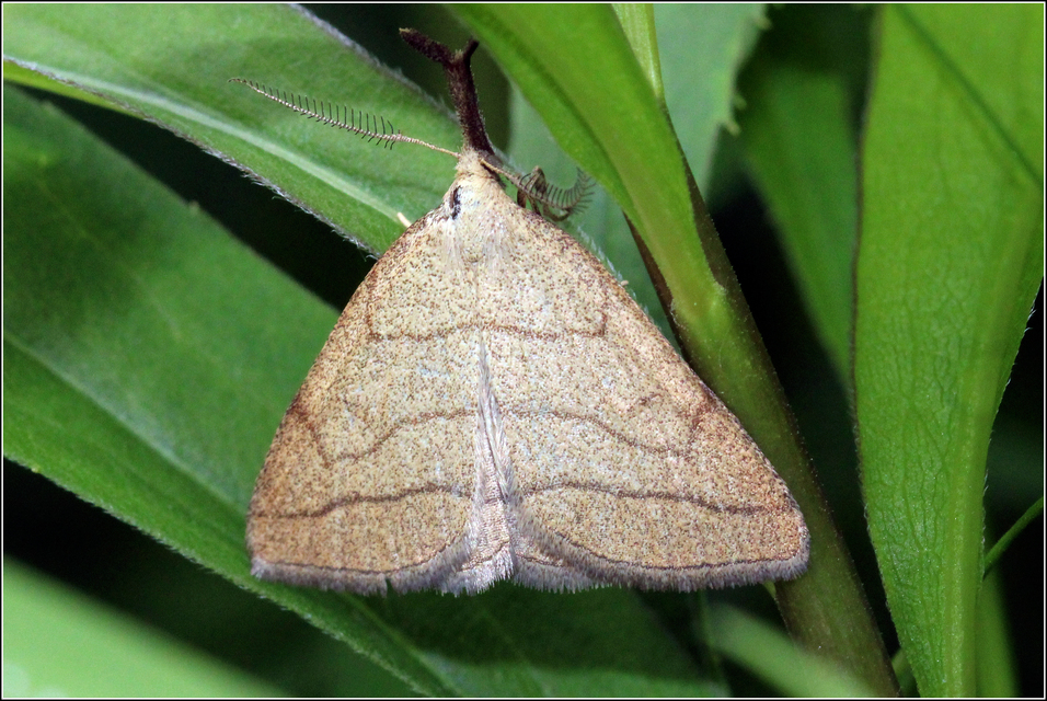 Polypogon tentacularia - sötétaljú karcsúbagoly