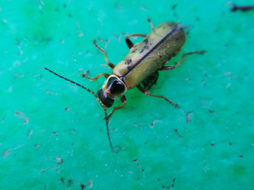 Metacantharis clypeata - tavaszi lágybogár