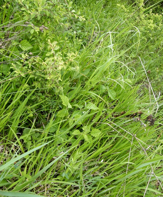 Brenthis daphne - málna-gyöngyházlepke