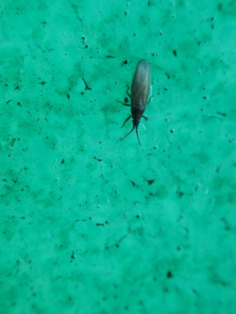 Agramma atricapillum