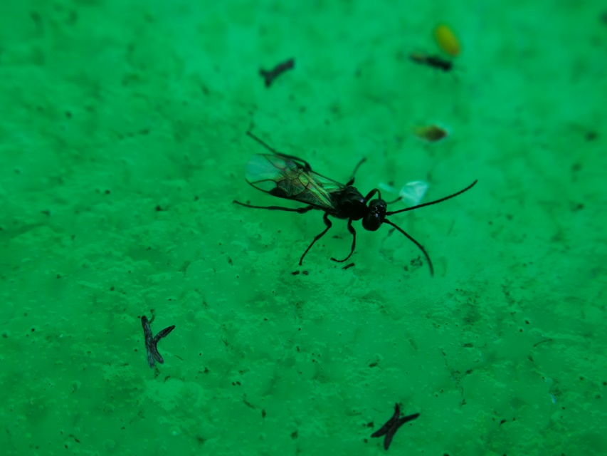 Braconidae - gyilkosfürkészek