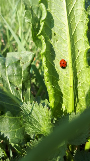 Coccinella septempunctata - hétpettyes katica