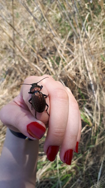 Carabus ulrichii - rezes futrinka Carabus ulrichii - rezes futrinka