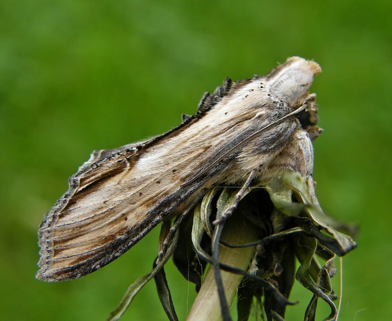 Shargacucullia