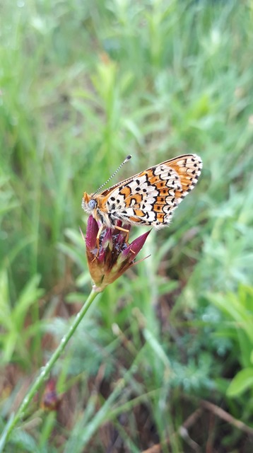 Melitaea cinxia - réti tarkalepke