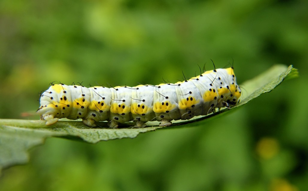 Diloba caeruleocephala - őszi kékesbagoly