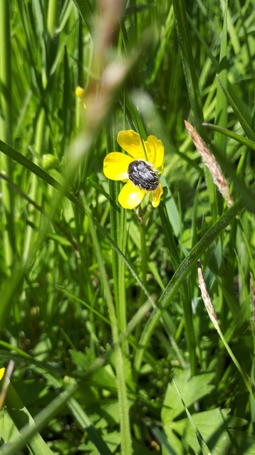 Tropinota hirta - bundás virágbogár