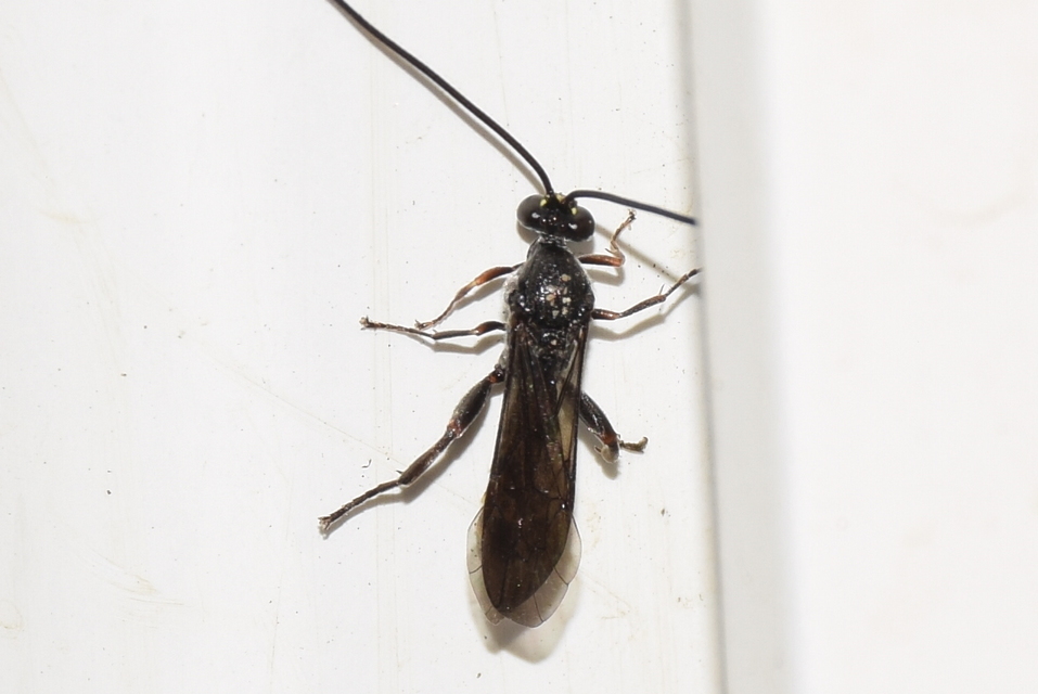 Metopius fuscipennis