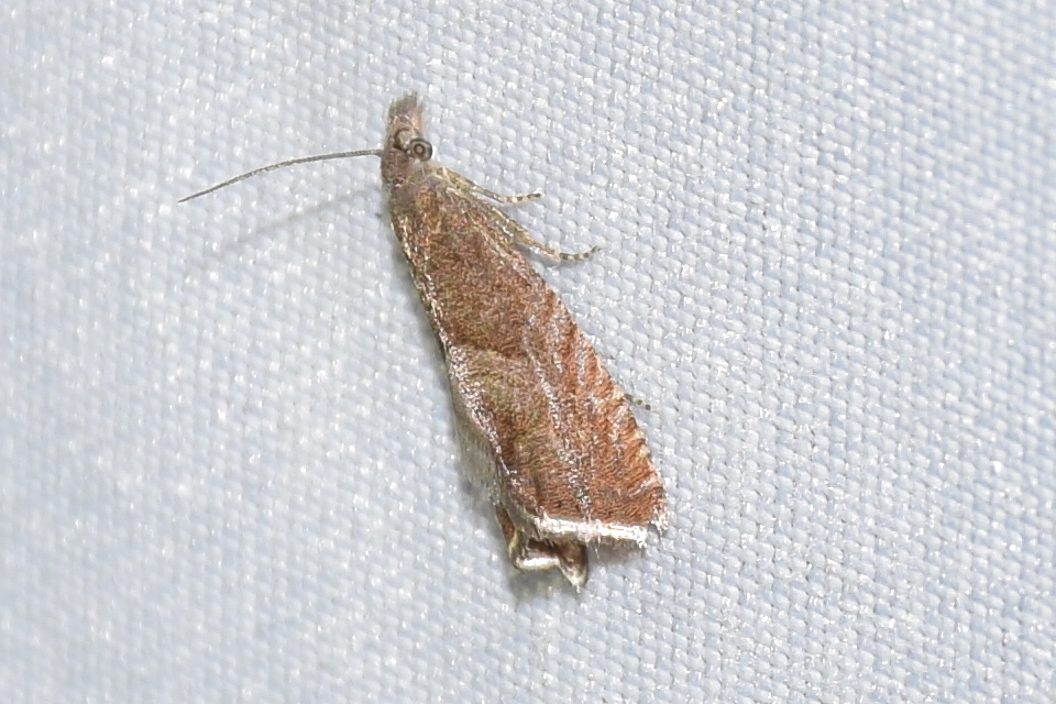 Dichrorampha