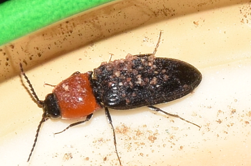 Cardiophorus gramineus - pirosnyakú szívespattanó