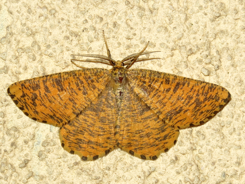 Angerona prunaria - sárga kökényaraszoló