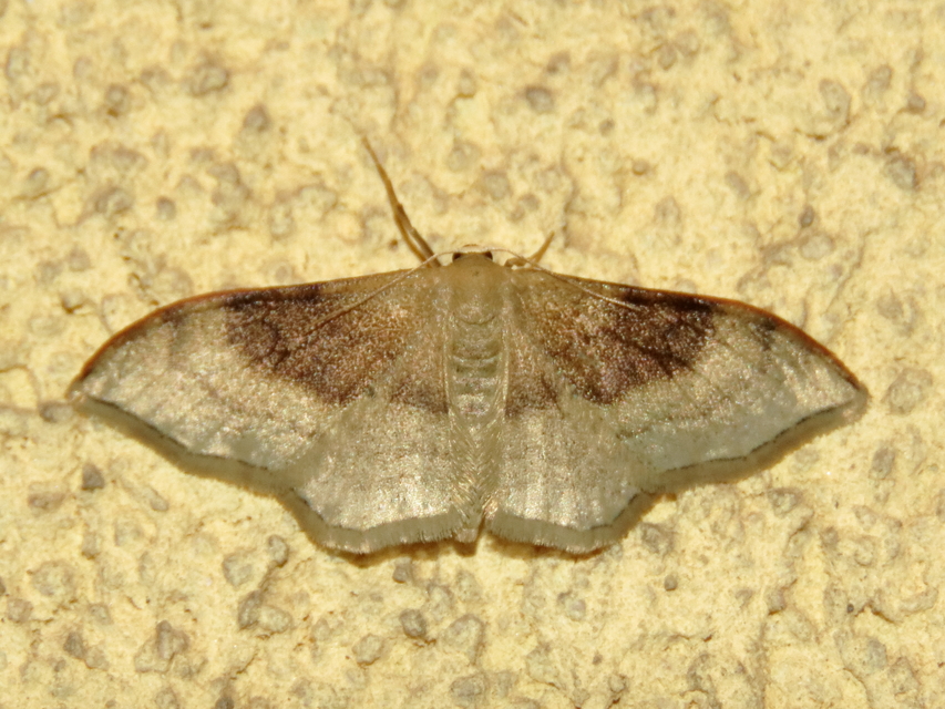 Idaea degeneraria - barnasávos araszoló