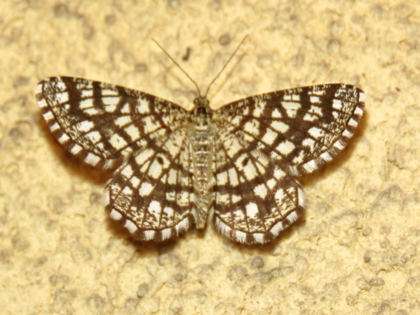 Chiasmia clathrata - rácsos rétiaraszoló