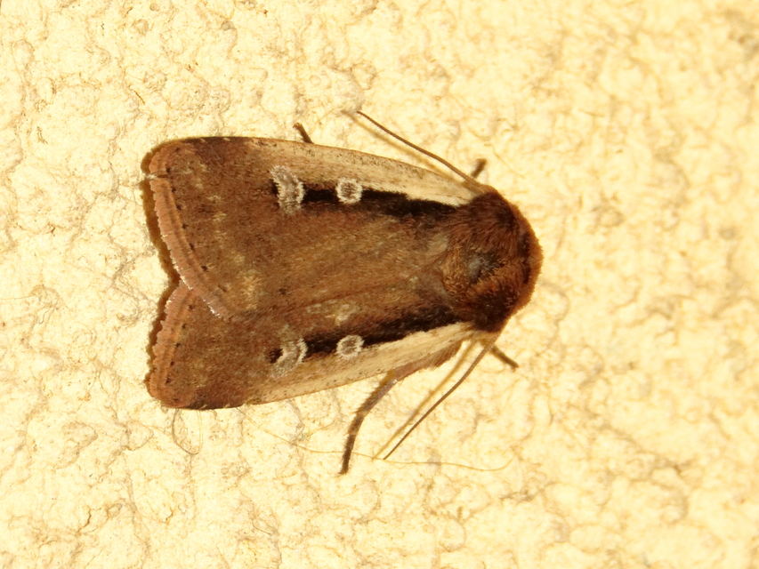 Ochropleura plecta - fehérszegélyű fűbagoly