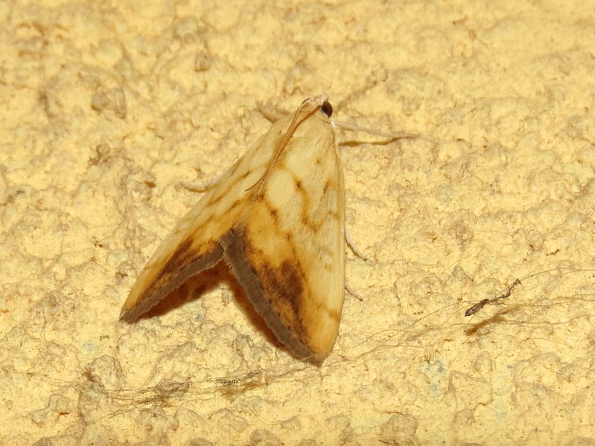 Evergestis extimalis - kerti dudvamoly
