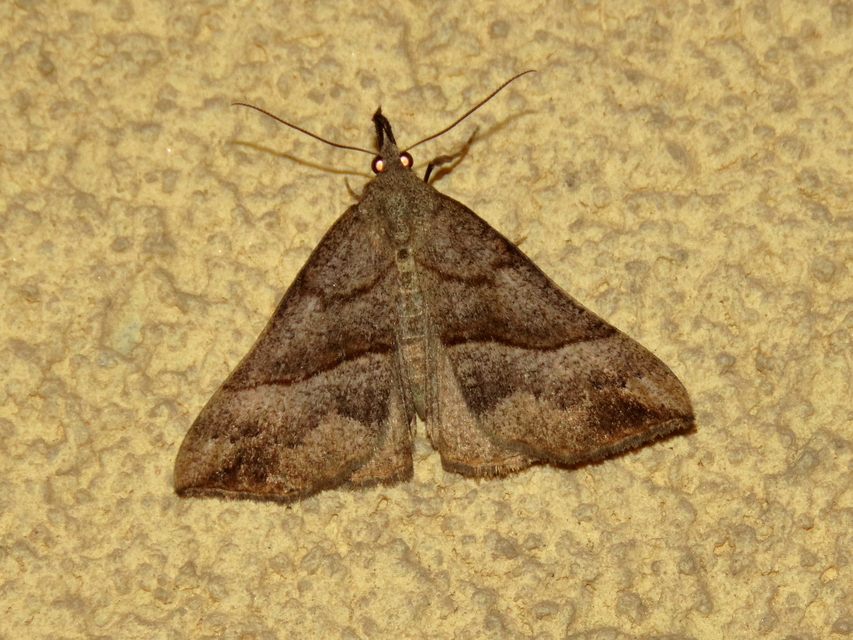 Hypena proboscidalis - ormányos karcsúbagoly
