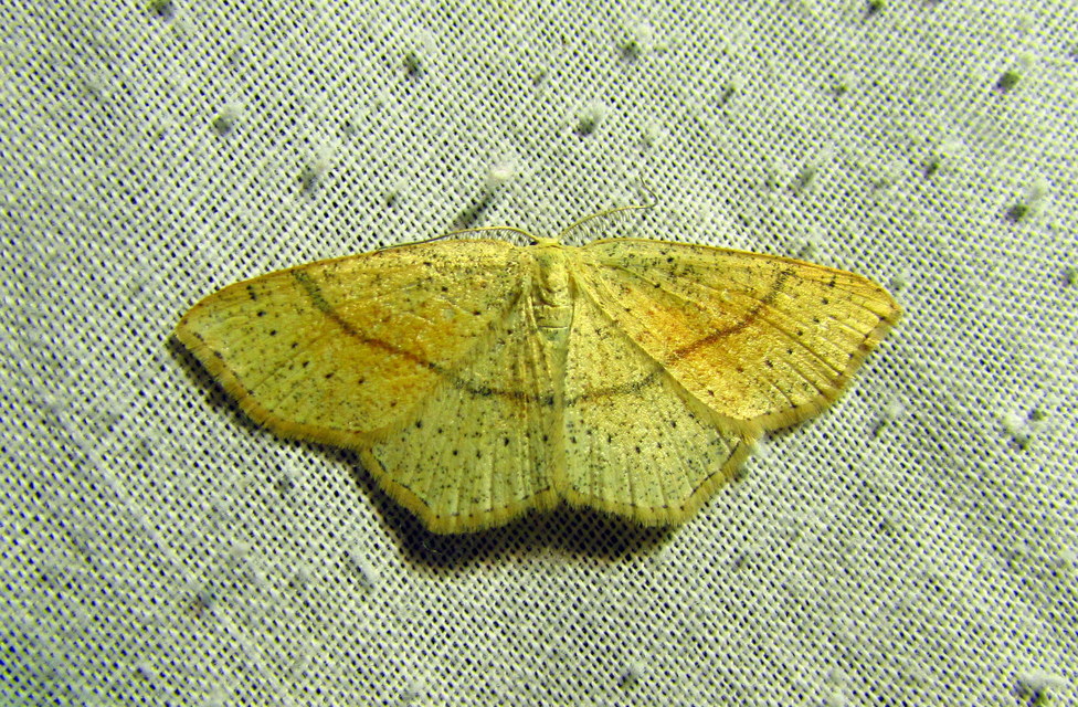 Cyclophora punctaria - sávos pettyesaraszoló