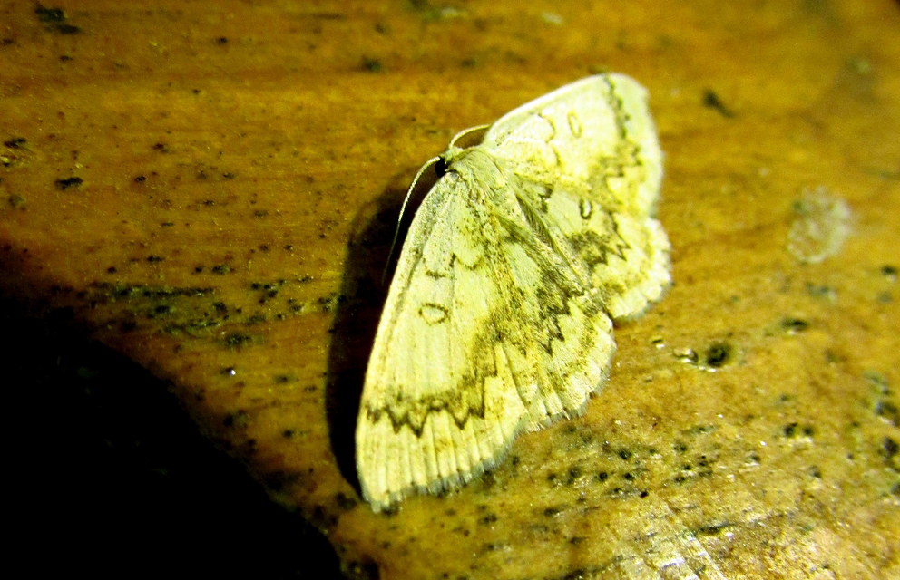 Cyclophora annularia - gyűrűs pettyesaraszoló
