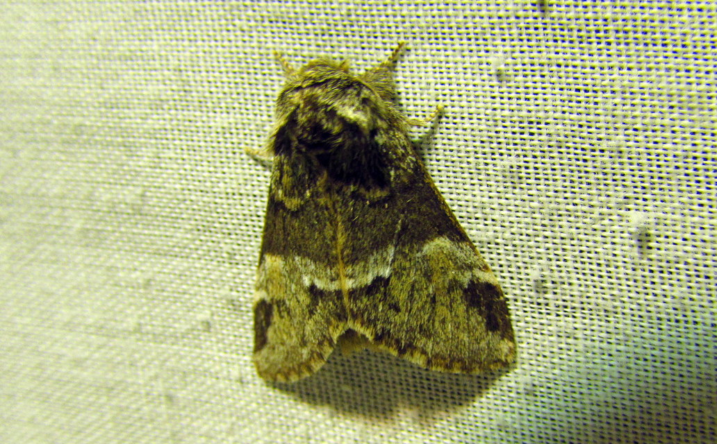 Drymonia dodonea - bélyeges púposszövő