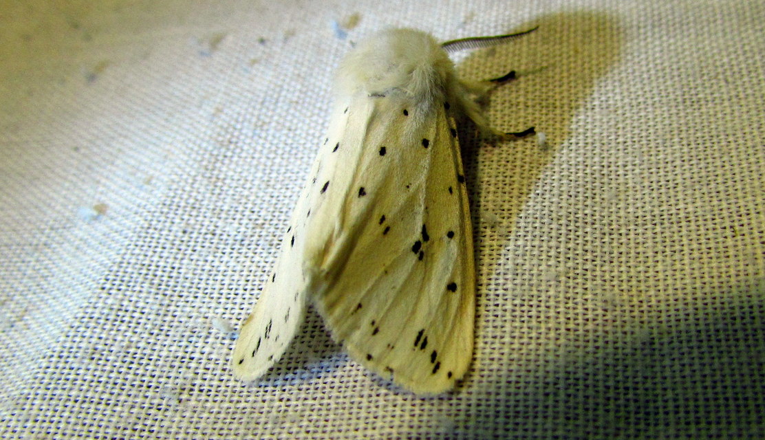 Spilosoma lubricipedum - tejszínű medvelepke