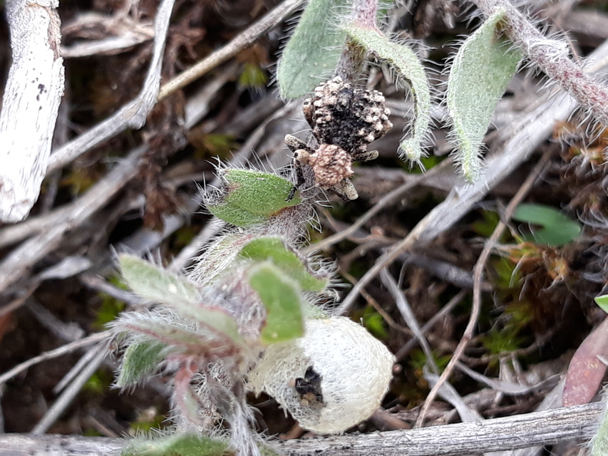 Herpes porcellus - bütyköshátú ormányos