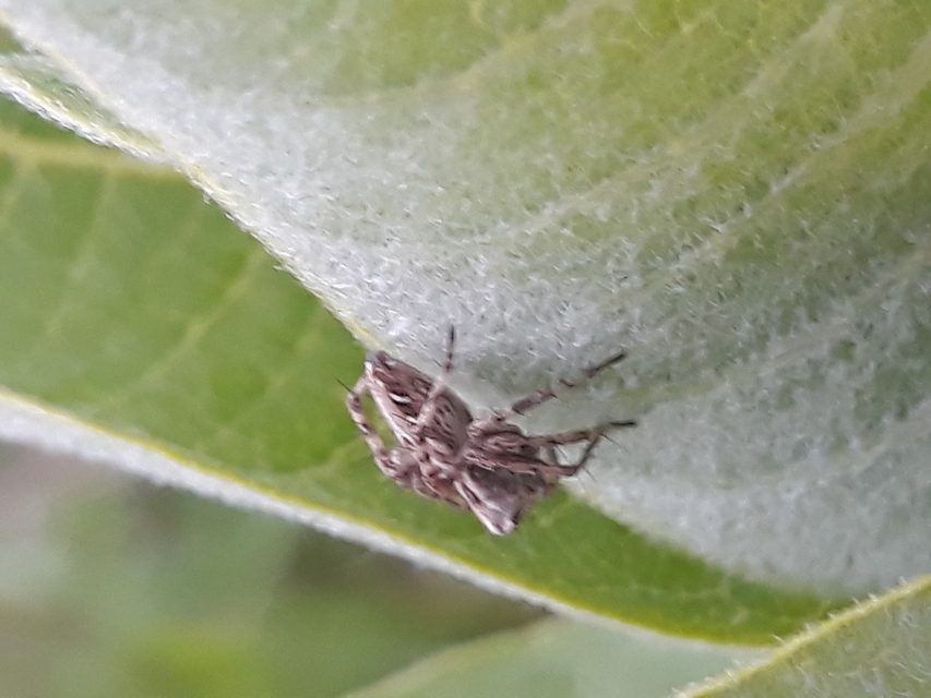 Oxyopes heterophthalmus - homoki hiúzpók