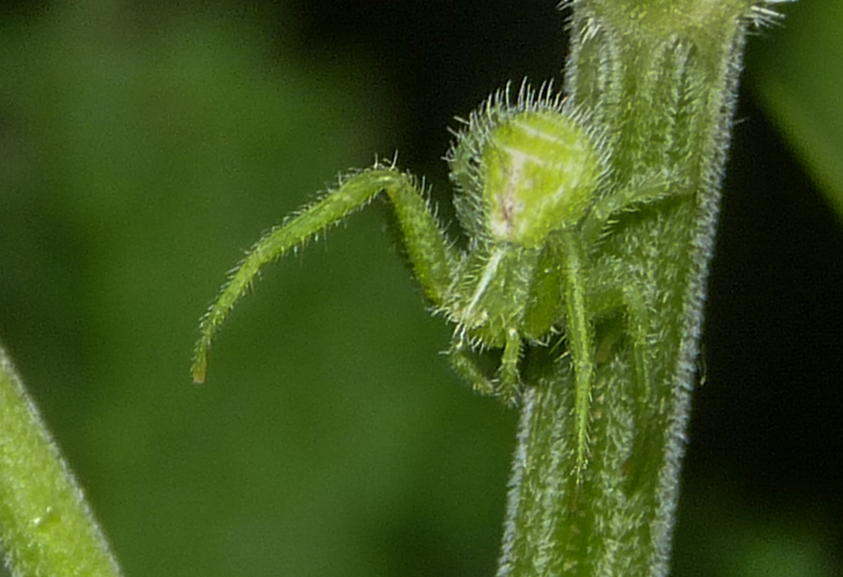 Heriaeus graminicola - réti borzaskarolópók