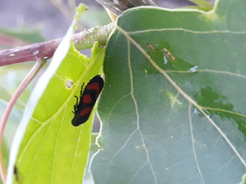 Cercopis vulnerata