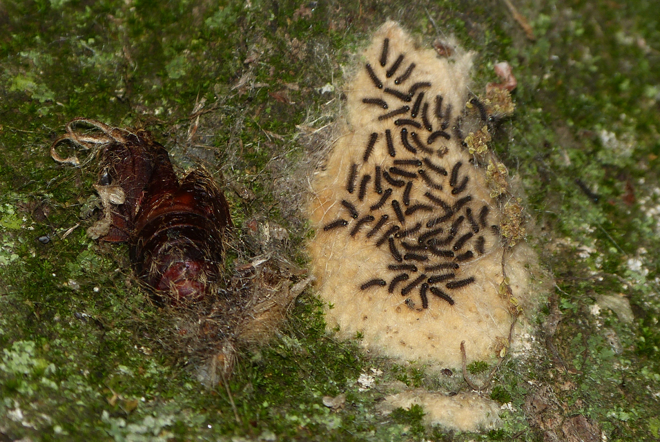 Lymantria dispar - gyapjaslepke