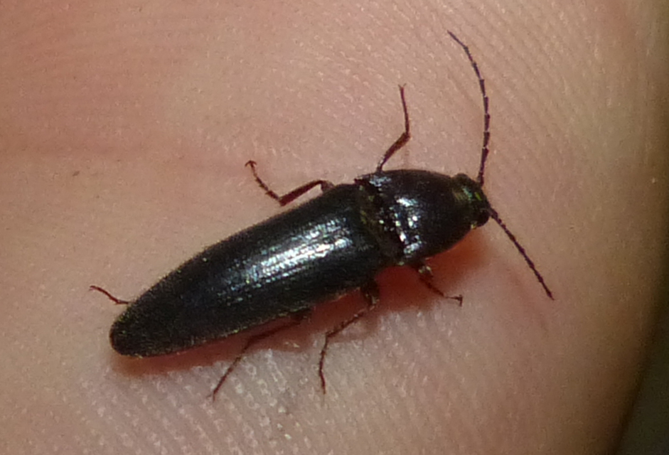 Melanotus