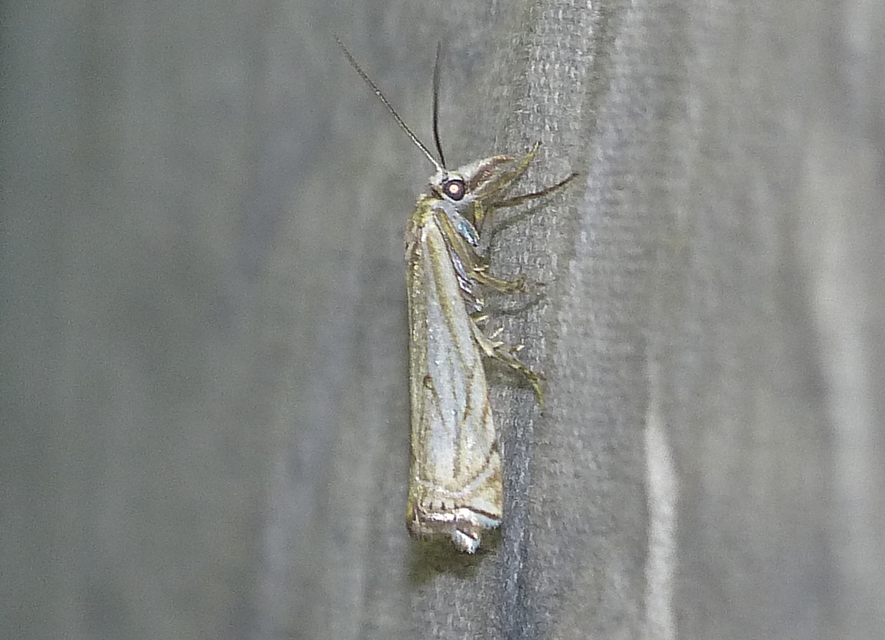 Crambus lathoniellus - mezei fűgyökérmoly
