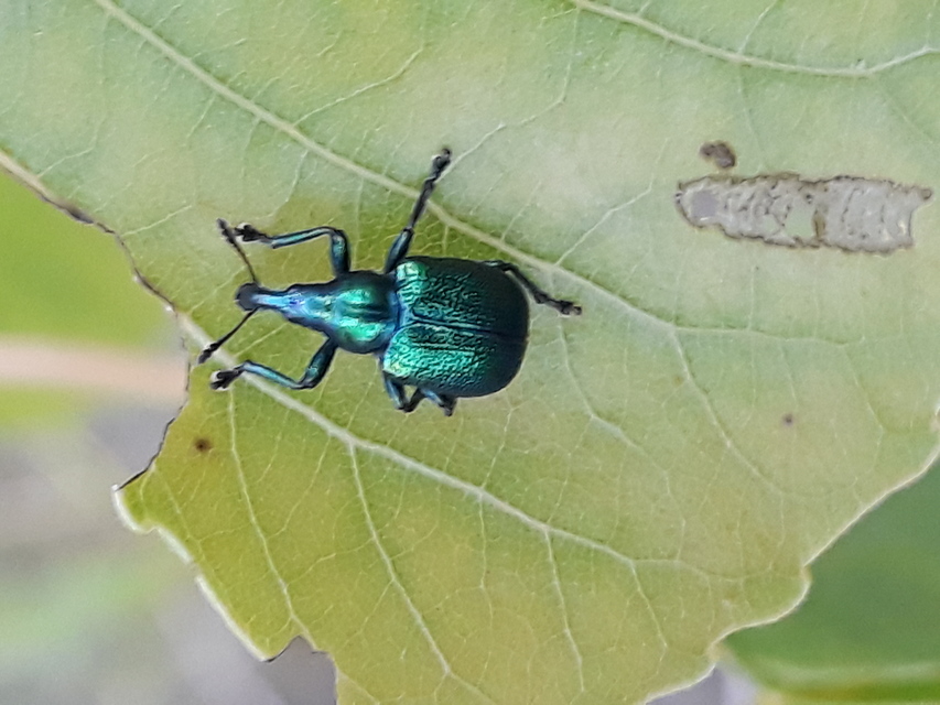 Byctiscus betulae - szőlő-levélsodró