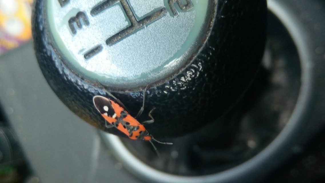 Lygaeus equestris/simulans