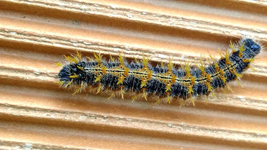 Nymphalis polychloros - nagy rókalepke