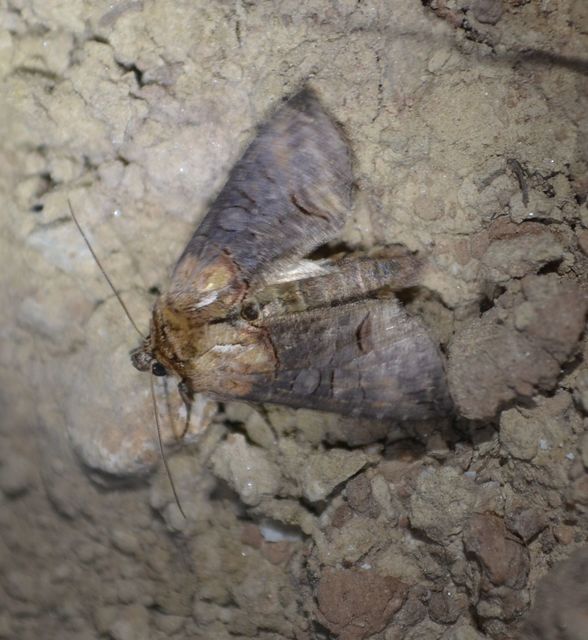 Abrostola triplasia - közönséges csalánbagoly