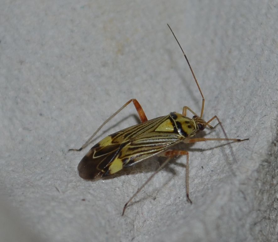 Rhabdomiris striatellus - zebra-mezeipoloska