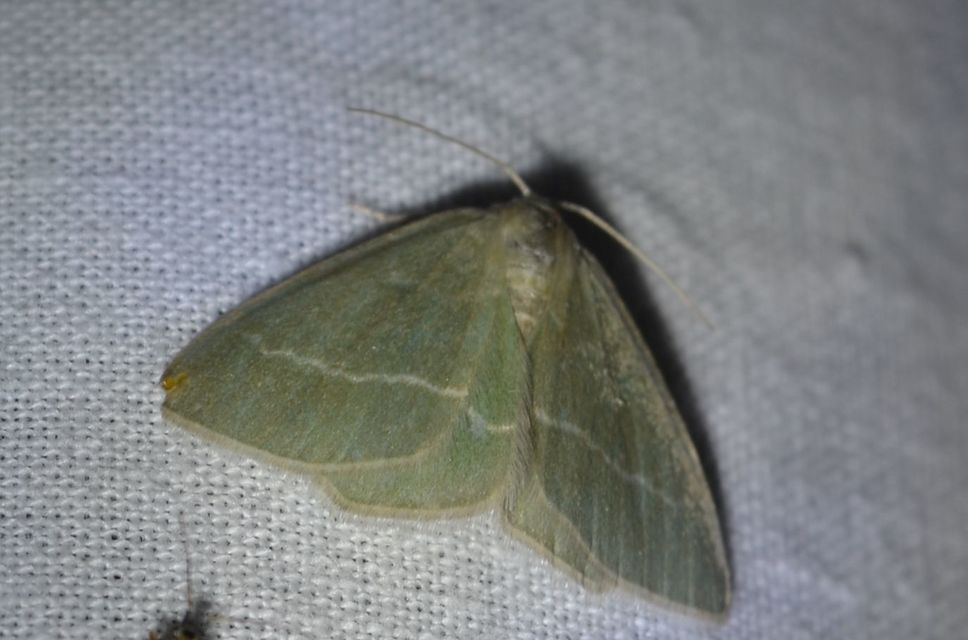 Chlorissa viridata/cloraria