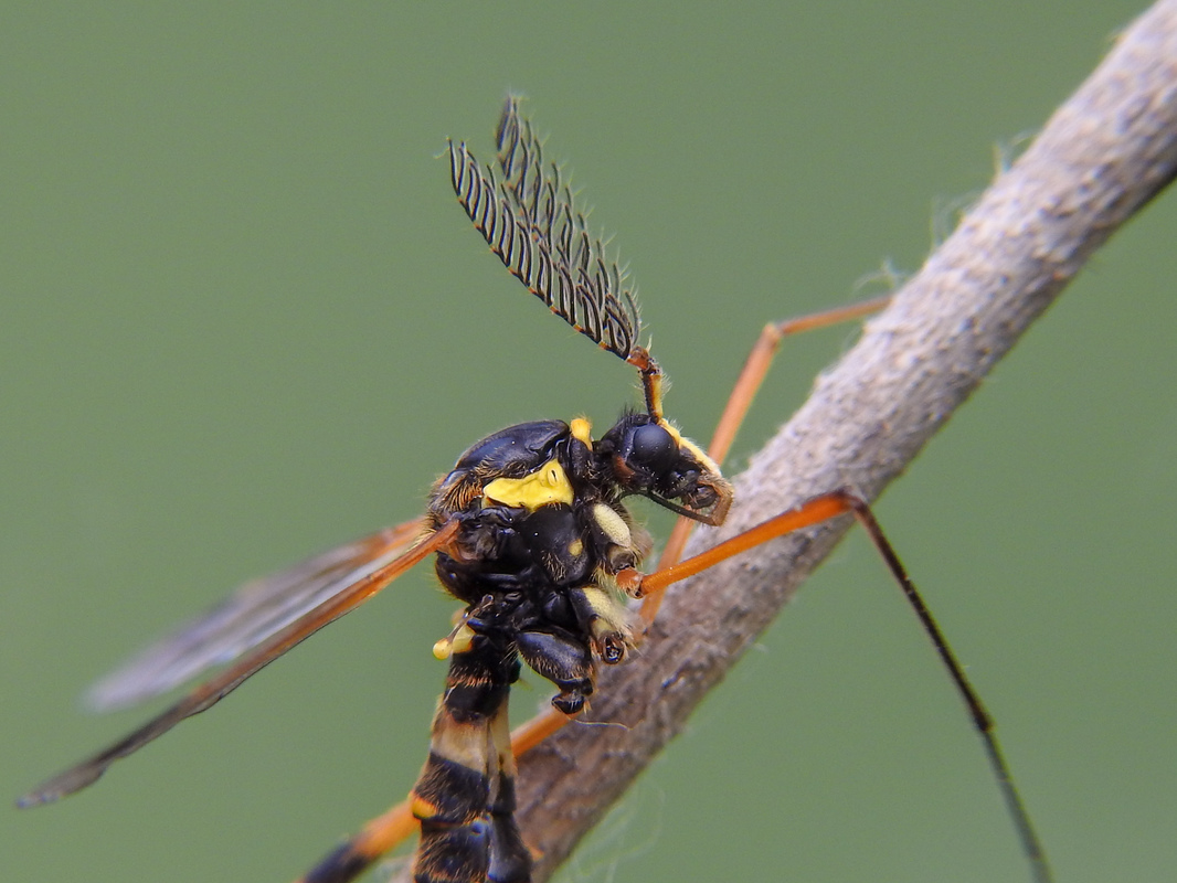 Ctenophora festiva